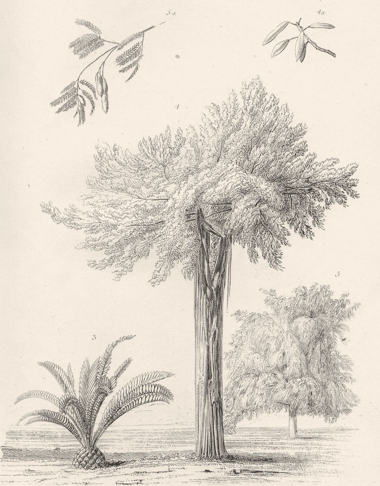 GREECE. Exotic Plants. 3. Lamia Elliptica. Ficus Virens. Tamarind tree 1880